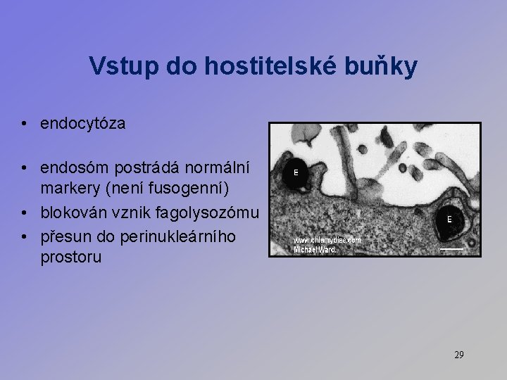 Vstup do hostitelské buňky • endocytóza • endosóm postrádá normální markery (není fusogenní) •