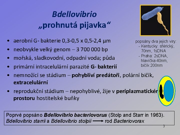 Bdellovibrio „prohnutá pijavka“ • • • aerobní G- bakterie 0, 3 -0, 5 x