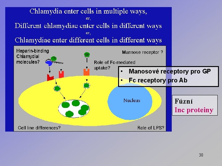  • Manosové receptory pro GP • Fc receptory pro Ab Fúzní Inc proteiny