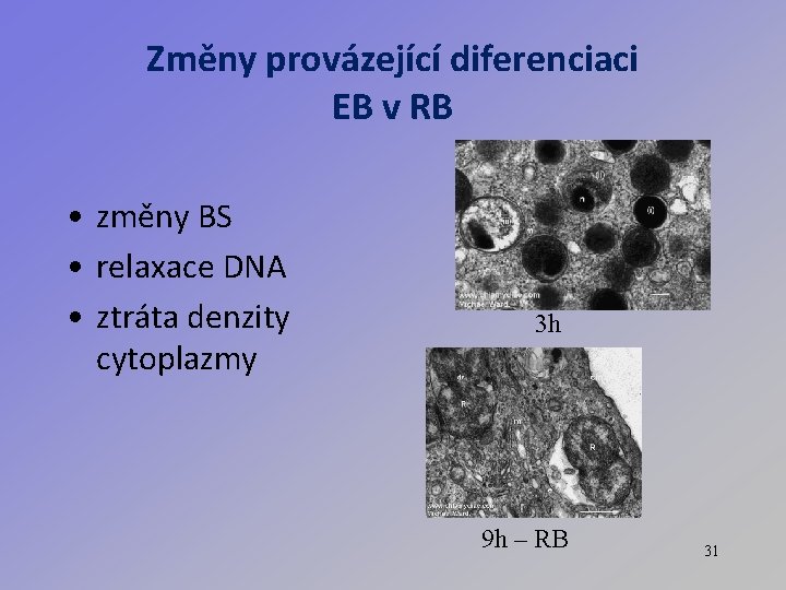 Změny provázející diferenciaci EB v RB • změny BS • relaxace DNA • ztráta