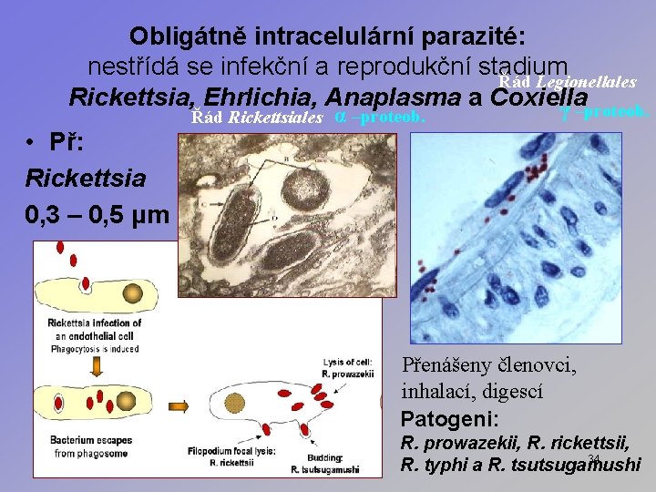 Obligátně intracelulární parazité: nestřídá se infekční a reprodukční stadium Řád Legionellales Rickettsia, Ehrlichia, Anaplasma