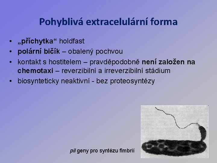 Pohyblivá extracelulární forma • „příchytka“ holdfast • polární bičík – obalený pochvou • kontakt