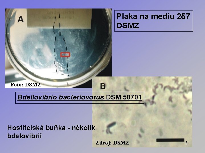 Plaka na mediu 257 DSMZ Foto: DSMZ Bdellovibrio bacteriovorus DSM 50701 Hostitelská buňka -