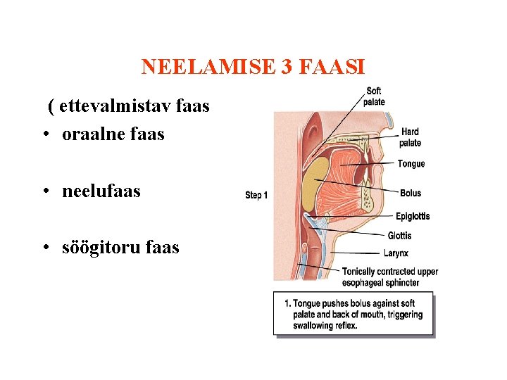 NEELAMISE 3 FAASI ( ettevalmistav faas) • oraalne faas • neelufaas • söögitoru faas