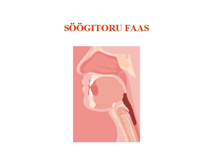 SÖÖGITORU FAAS 