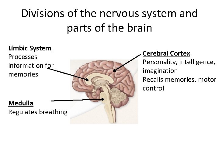 Divisions of the nervous system and parts of the brain Limbic System Processes information