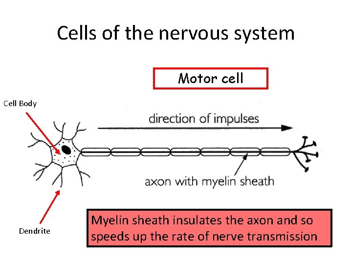 Cells of the nervous system Motor cell Cell Body Dendrite Myelin sheath insulates the