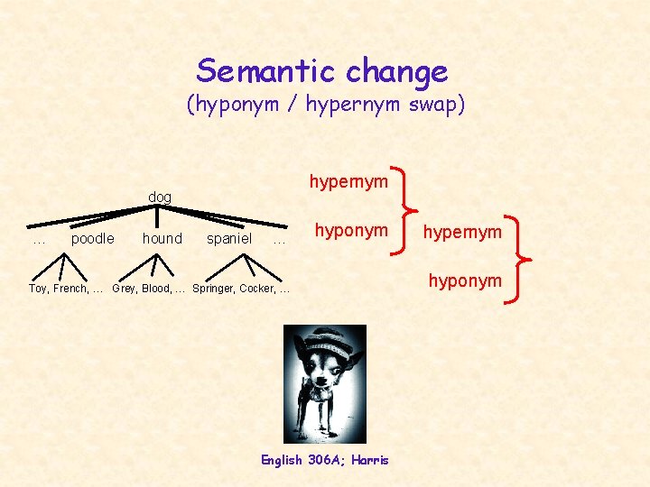 Semantic change (hyponym / hypernym swap) hypernym dog … poodle hound spaniel … hyponym