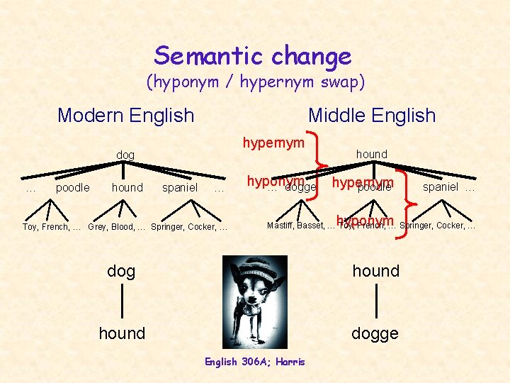 Semantic change (hyponym / hypernym swap) Modern English Middle English hypernym dog … poodle