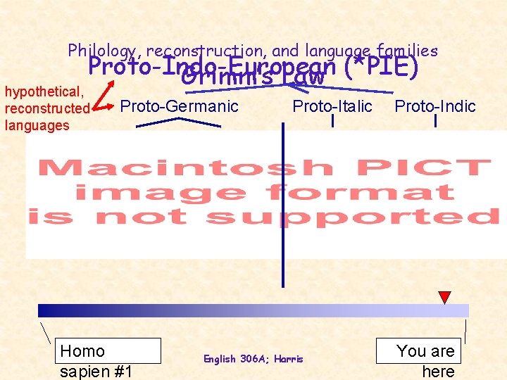 Philology, reconstruction, and language families Proto-Indo-European (*PIE) Grimm’s Law hypothetical, reconstructed languages Proto-Germanic Homo