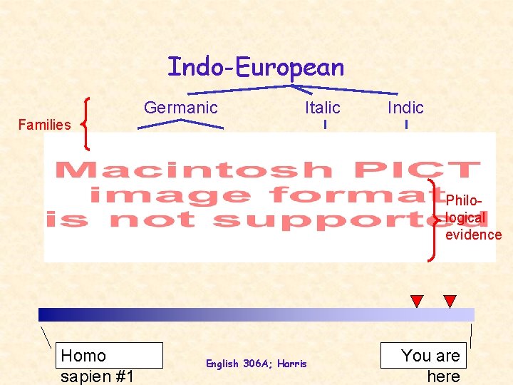 Indo-European Families Germanic Italic Indic Philological evidence Homo sapien #1 English 306 A; Harris