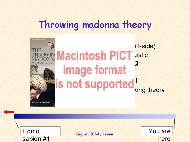 Throwing madonna theory • Nursing (left-side) • Motor/linguistic sequencing • Structural • Non-lexical •