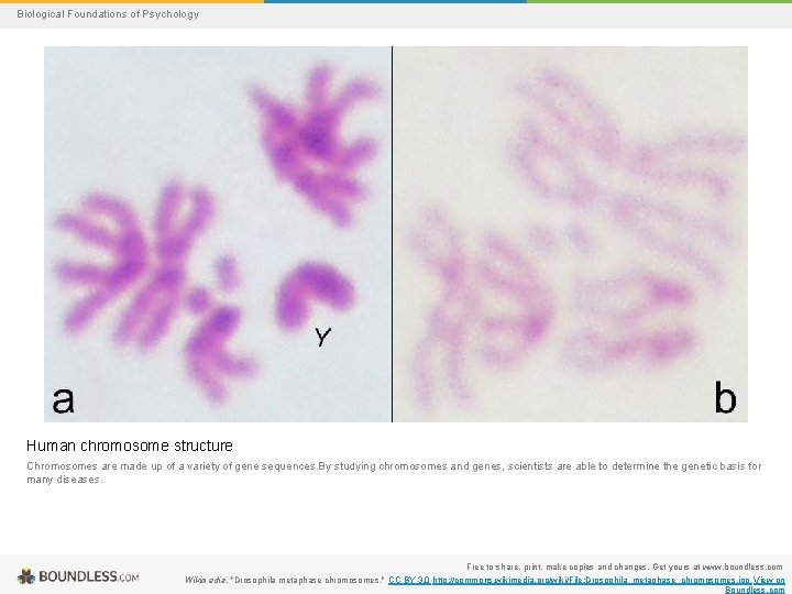 Biological Foundations of Psychology Human chromosome structure Chromosomes are made up of a variety