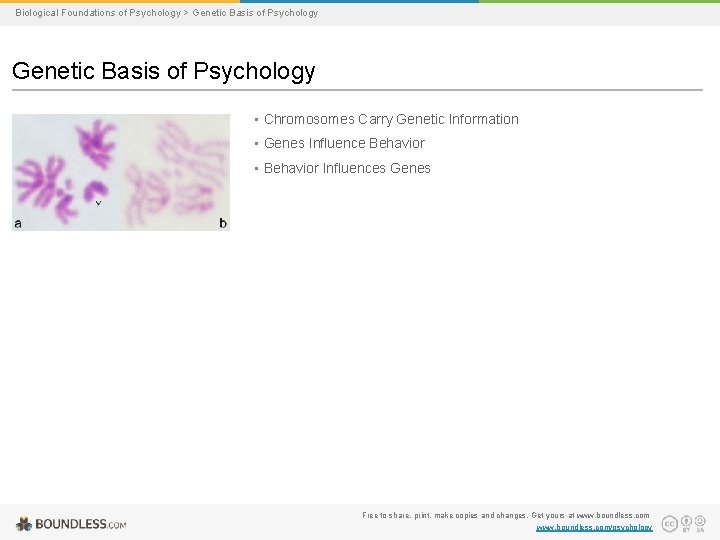 Biological Foundations of Psychology > Genetic Basis of Psychology • Chromosomes Carry Genetic Information