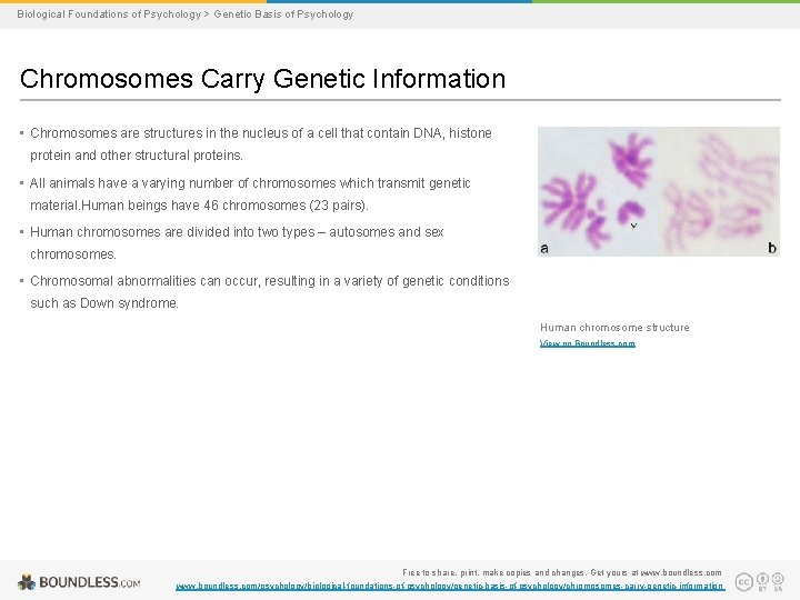 Biological Foundations of Psychology > Genetic Basis of Psychology Chromosomes Carry Genetic Information •