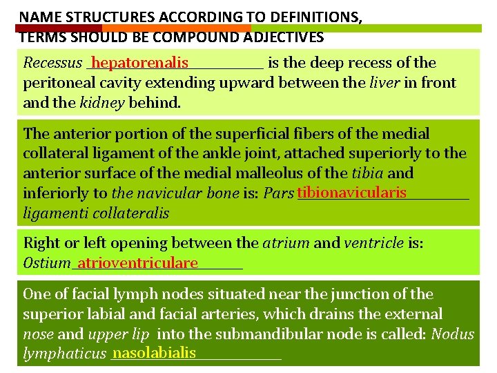 NAME STRUCTURES ACCORDING TO DEFINITIONS, TERMS SHOULD BE COMPOUND ADJECTIVES hepatorenalis Recessus _______________ is NAME STRUCTURES ACCORDING TO DEFINITIONS, TERMS SHOULD BE COMPOUND ADJECTIVES hepatorenalis Recessus _______________ is