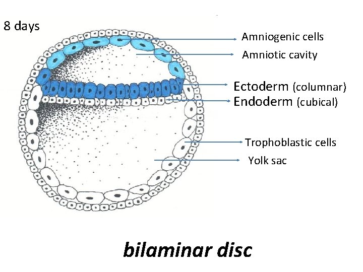 8 days Amniogenic cells Amniotic cavity Ectoderm (columnar) Endoderm (cubical) Trophoblastic cells Yolk sac