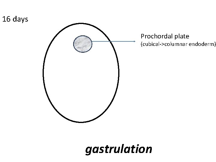16 days Prochordal plate (cubical->columnar endoderm) gastrulation 