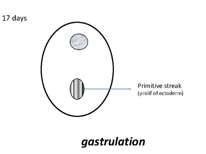 17 days Primitive streak (prolif of ectoderm) gastrulation 