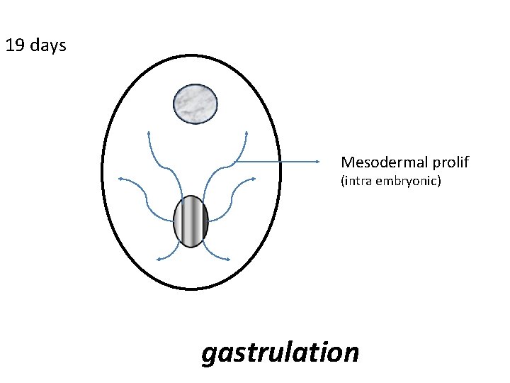 19 days Mesodermal prolif (intra embryonic) gastrulation 