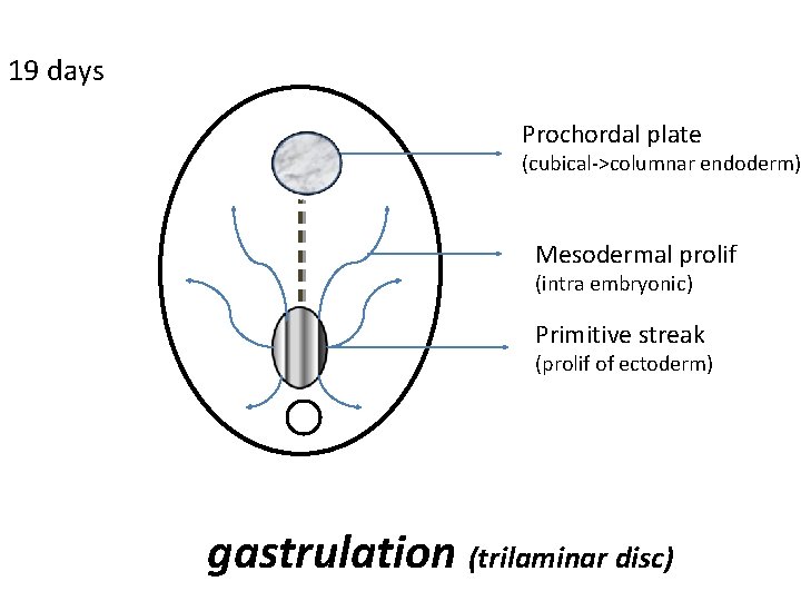 19 days Prochordal plate (cubical->columnar endoderm) Mesodermal prolif (intra embryonic) Primitive streak (prolif of