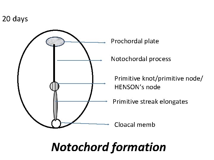 20 days Prochordal plate Notochordal process Primitive knot/primitive node/ HENSON’s node Primitive streak elongates