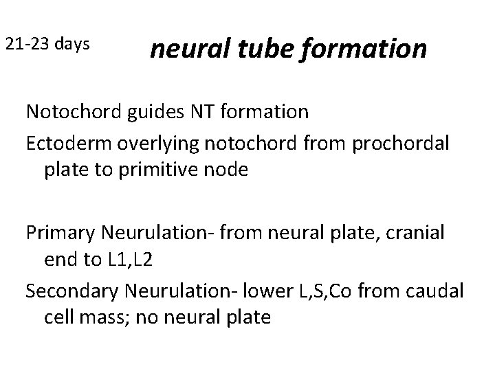 21 -23 days neural tube formation Notochord guides NT formation Ectoderm overlying notochord from