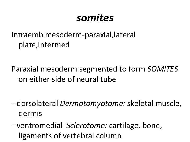 somites Intraemb mesoderm-paraxial, lateral plate, intermed Paraxial mesoderm segmented to form SOMITES on either