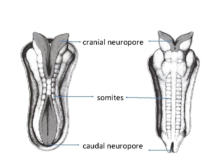 cranial neuropore somites caudal neuropore 
