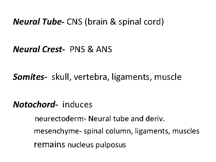 Neural Tube- CNS (brain & spinal cord) Neural Crest- PNS & ANS Somites- skull,