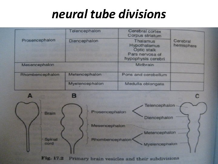 neural tube divisions 