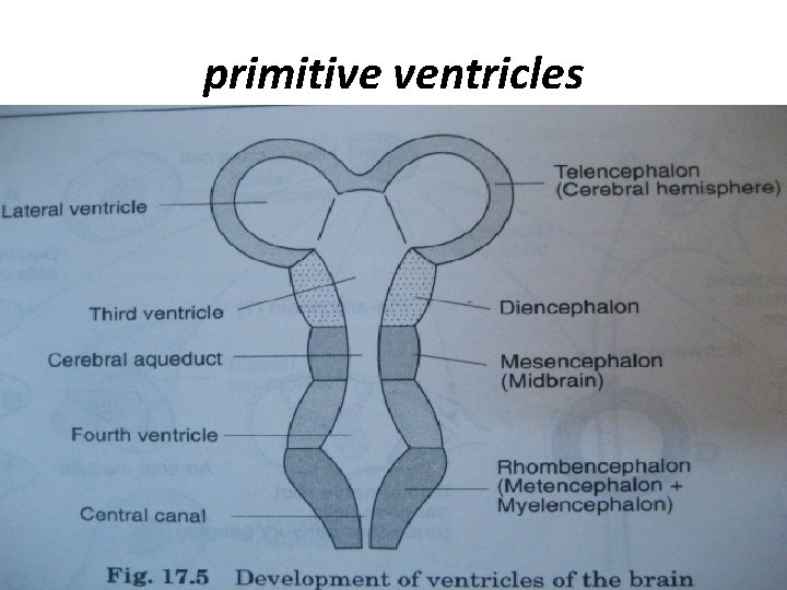 primitive ventricles 