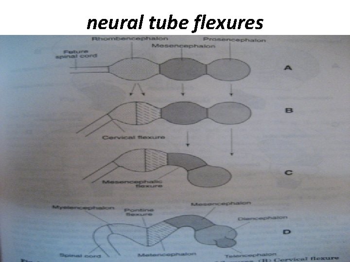 neural tube flexures 