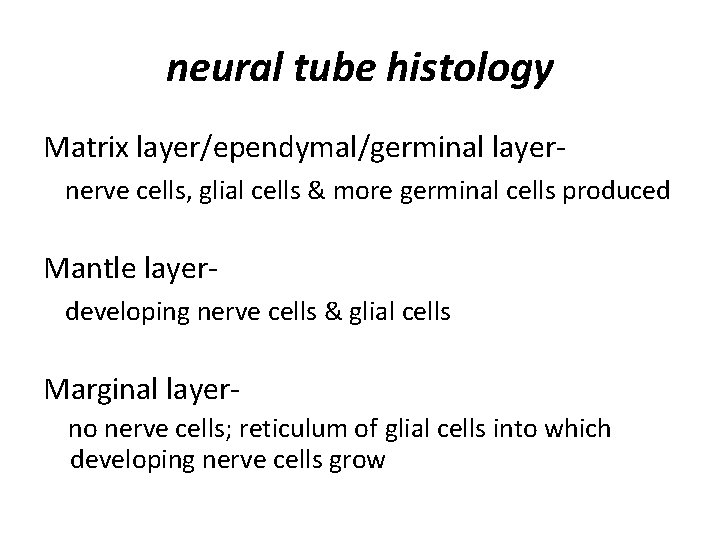 neural tube histology Matrix layer/ependymal/germinal layernerve cells, glial cells & more germinal cells produced