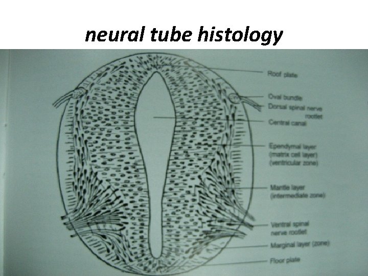 neural tube histology 