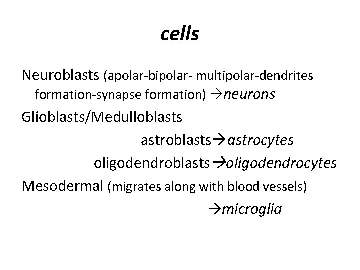 cells Neuroblasts (apolar-bipolar- multipolar-dendrites formation-synapse formation) neurons Glioblasts/Medulloblasts astrocytes oligodendroblasts oligodendrocytes Mesodermal (migrates along