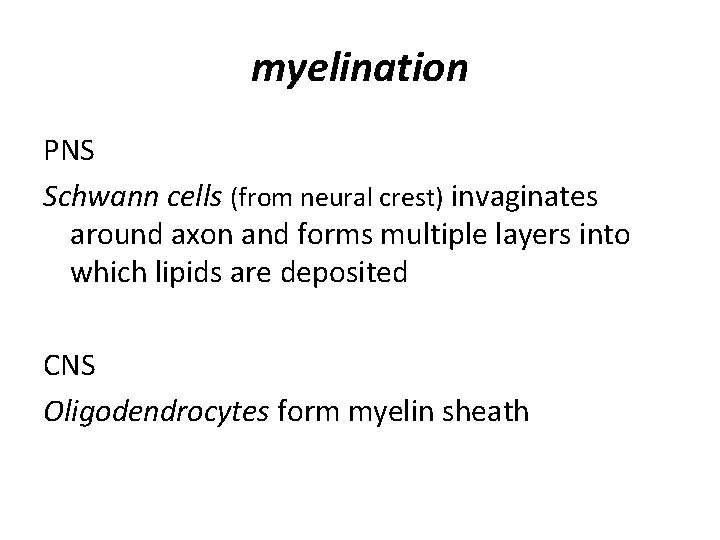 myelination PNS Schwann cells (from neural crest) invaginates around axon and forms multiple layers