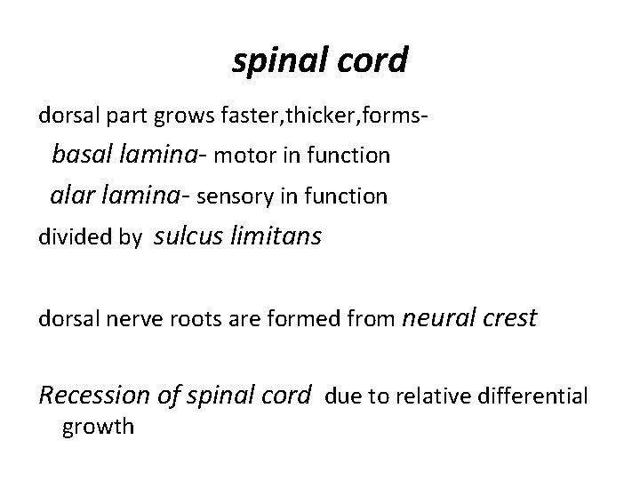 spinal cord dorsal part grows faster, thicker, forms- basal lamina- motor in function alar
