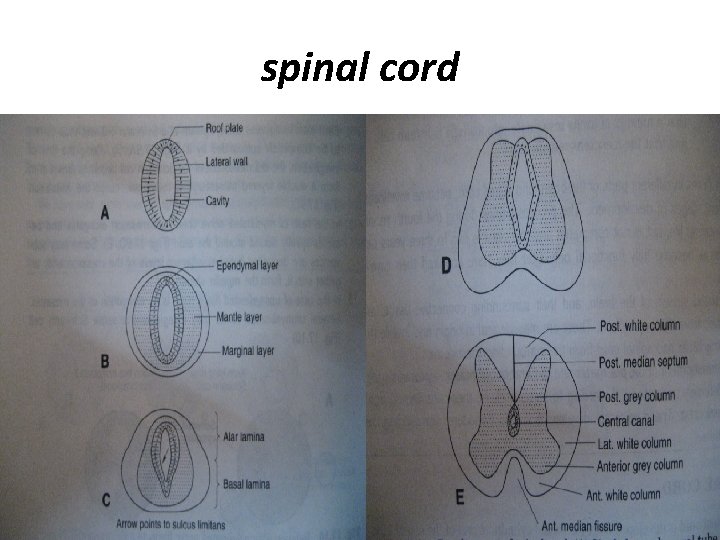 spinal cord 