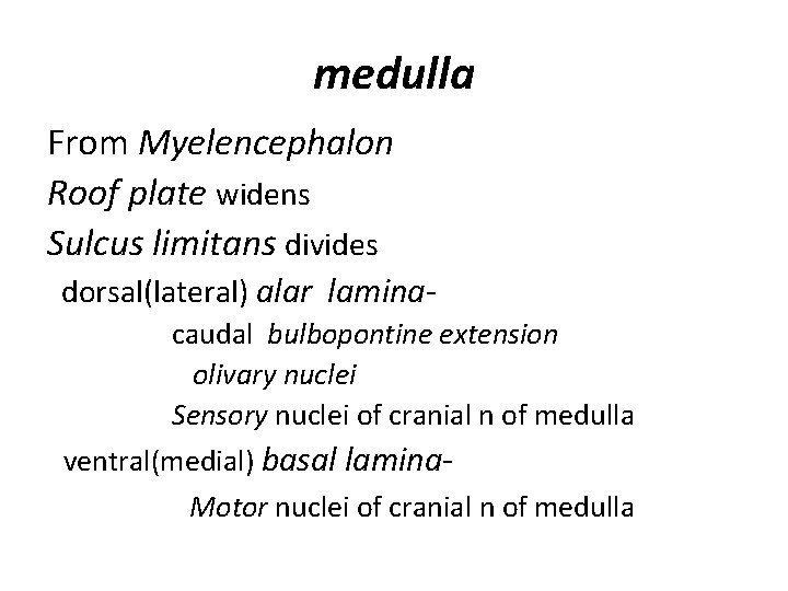 medulla From Myelencephalon Roof plate widens Sulcus limitans divides dorsal(lateral) alar laminacaudal bulbopontine extension