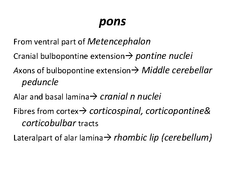 pons From ventral part of Metencephalon Cranial bulbopontine extension pontine nuclei Axons of bulbopontine