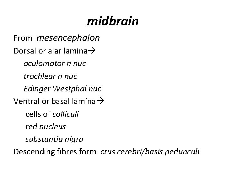 midbrain From mesencephalon Dorsal or alar lamina oculomotor n nuc trochlear n nuc Edinger