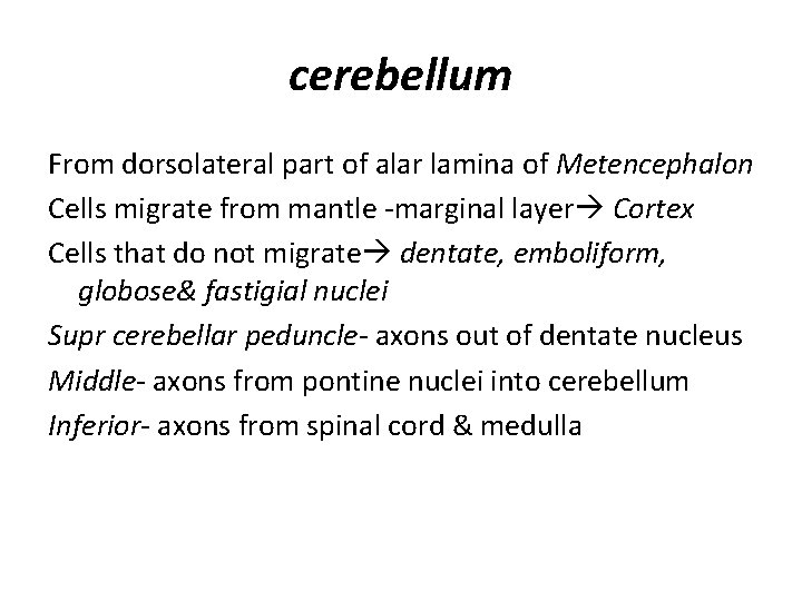 cerebellum From dorsolateral part of alar lamina of Metencephalon Cells migrate from mantle -marginal