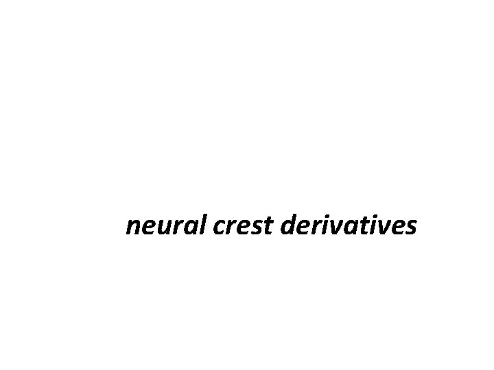neural crest derivatives 