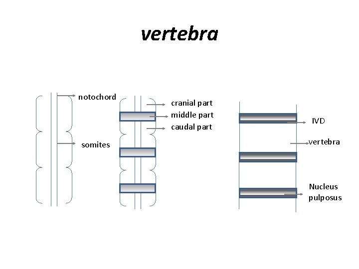 vertebra notochord somites cranial part middle part caudal part IVD vertebra Nucleus pulposus 