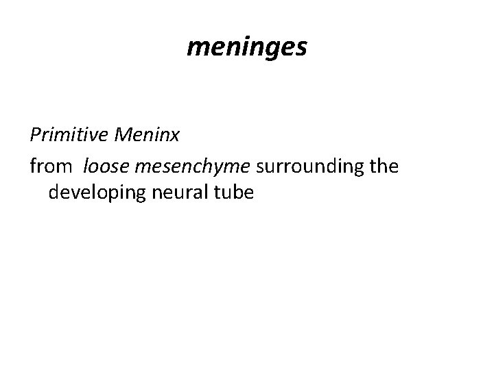 meninges Primitive Meninx from loose mesenchyme surrounding the developing neural tube 