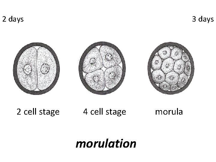 2 days 2 cell stage 3 days 4 cell stage morulation morula 