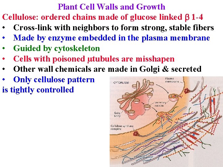 Plant Cell Walls and Growth Cellulose: ordered chains made of glucose linked b 1