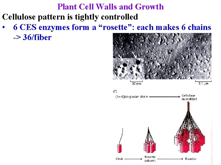 Plant Cell Walls and Growth Cellulose pattern is tightly controlled • 6 CES enzymes