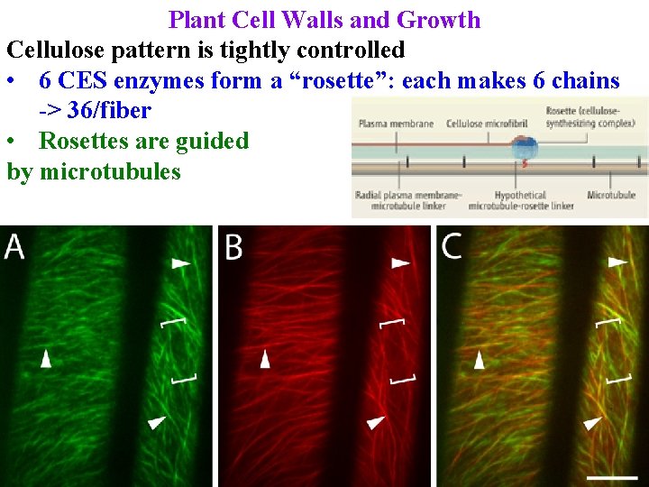 Plant Cell Walls and Growth Cellulose pattern is tightly controlled • 6 CES enzymes